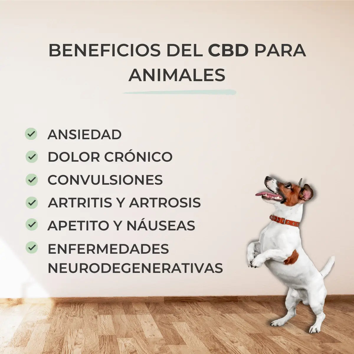 Feel Cocoa Cbd Oil 10% Dogs & Cats, 10 ml