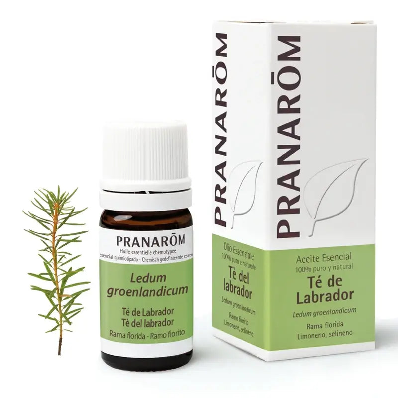 Pranarôm Labrador Tea 5 ml